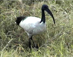 Ibis